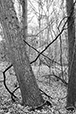 Entwined 21